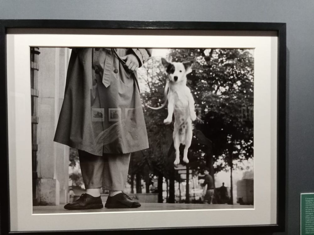 gambe uomo e cane che salta
